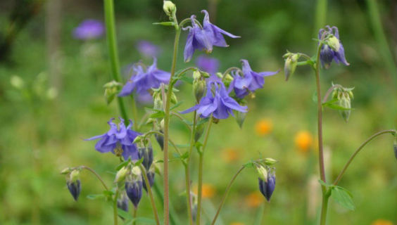 Klokkeblomst